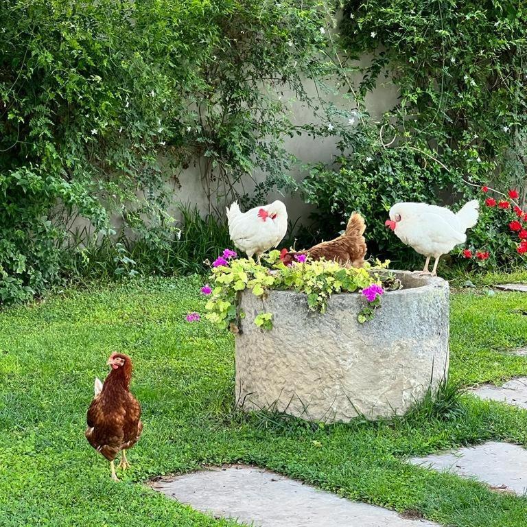 Villa Terre di Senia Chiaramonte Gulfi Esterno foto