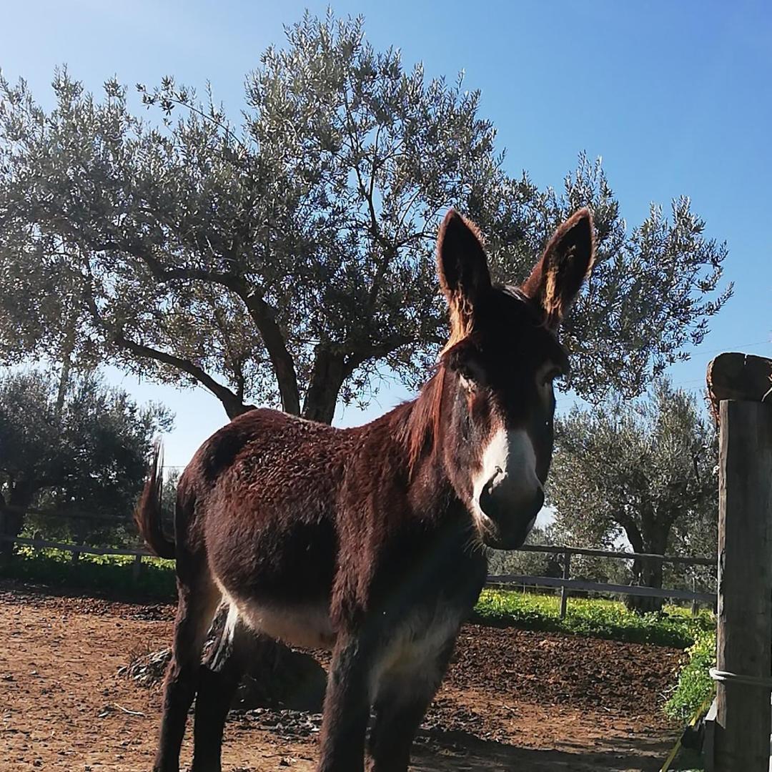 Villa Terre di Senia Chiaramonte Gulfi Esterno foto